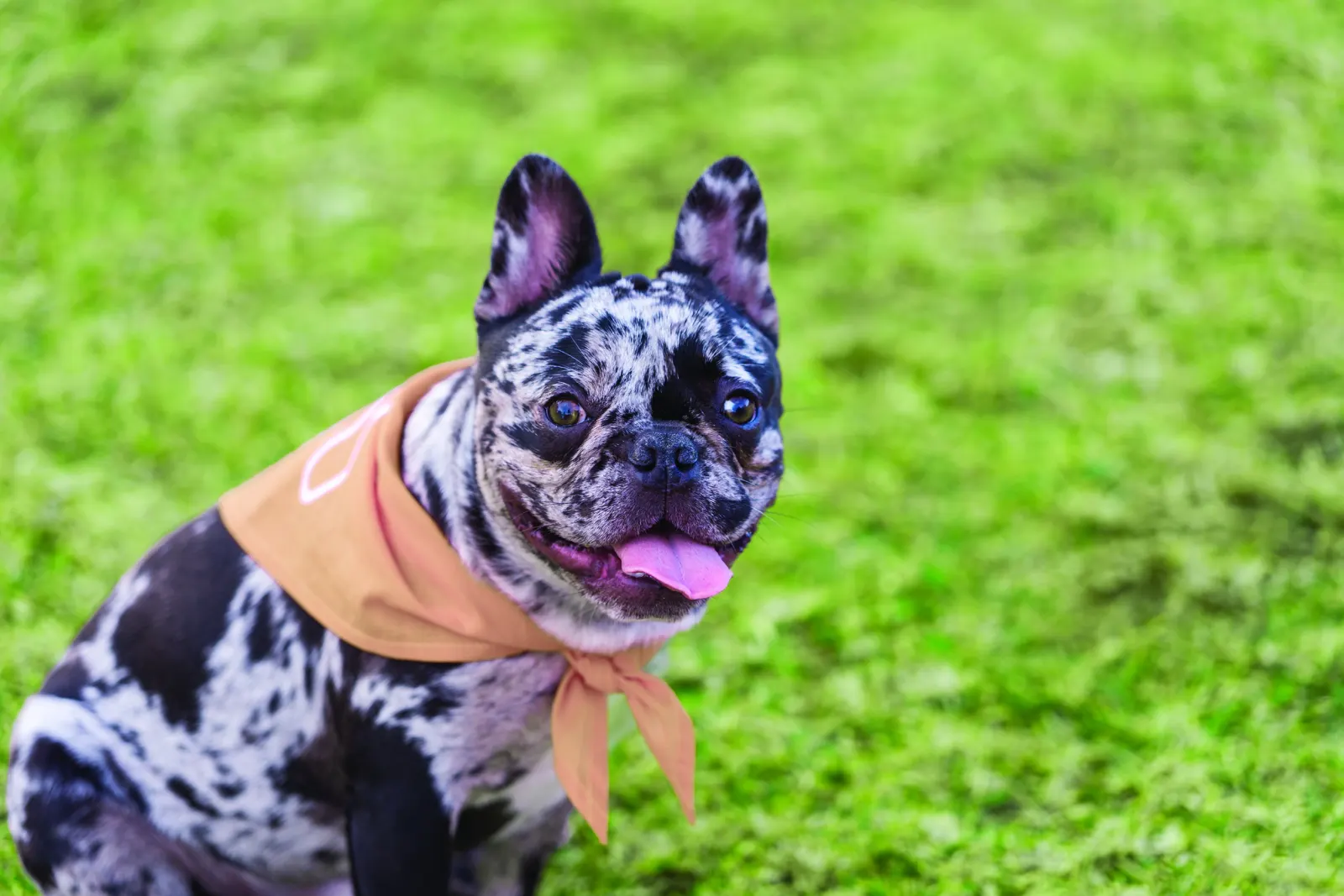 A French bulldog in a bandana sitting on the community lawn